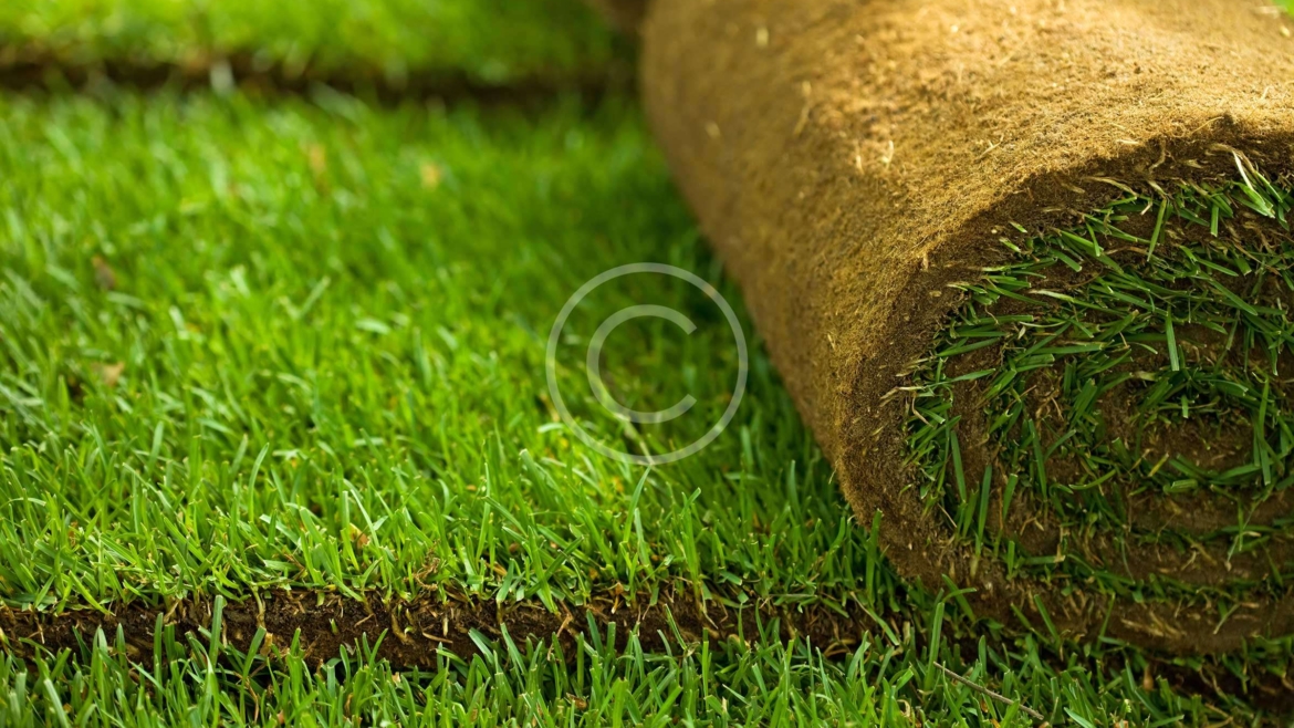 Gardening Boosts Mental Health